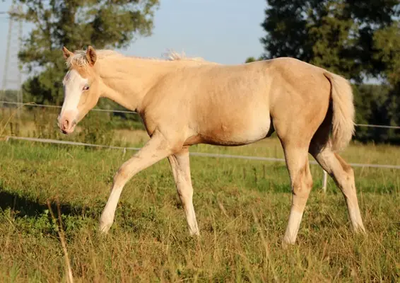 palomino Quarter Horse Stute -Top Reining Bloodlines