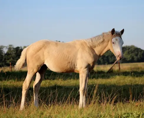 palomino Quarter Horse Stute -Top Reining Bloodlines