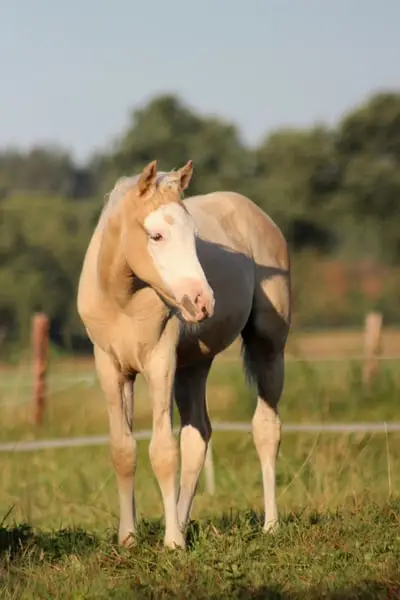 palomino Quarter Horse Stute -Top Reining Bloodlines