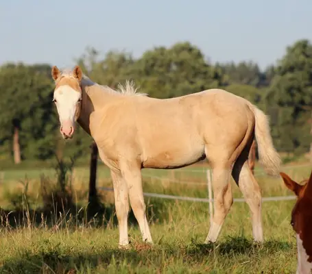 palomino Quarter Horse Stute -Top Reining Bloodlines