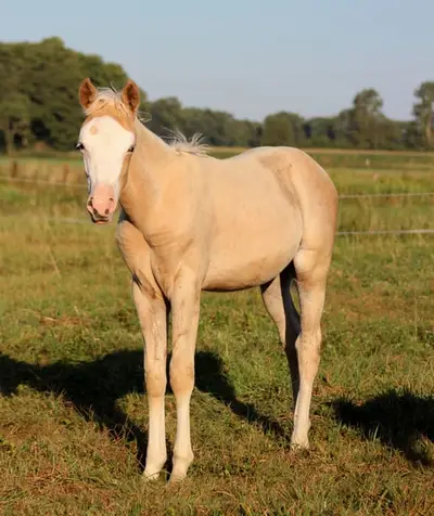 palomino Quarter Horse Stute -Top Reining Bloodlines