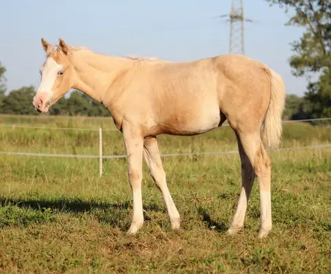 palomino Quarter Horse Stute -Top Reining Bloodlines