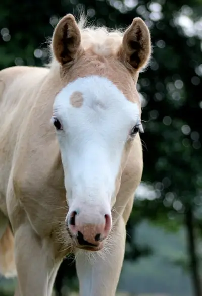 palomino Quarter Horse Stute -Top Reining Bloodlines