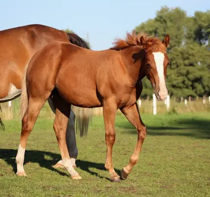 Yegua Quarter Horse de Ruf Lil Magnum