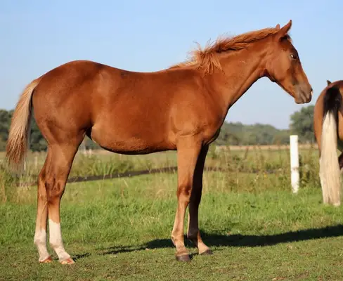 Quarter Horse Stute von Ruf Lil Magnum