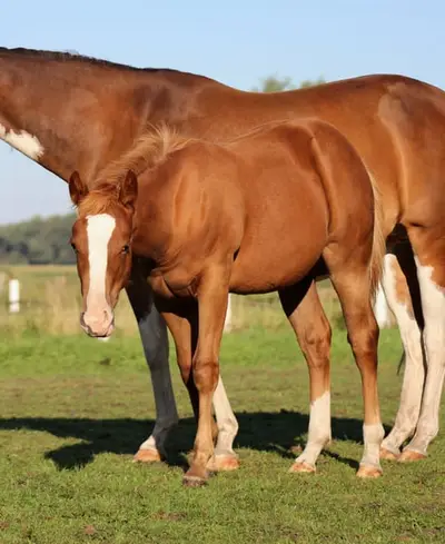 Quarter Horse Stute von Ruf Lil Magnum