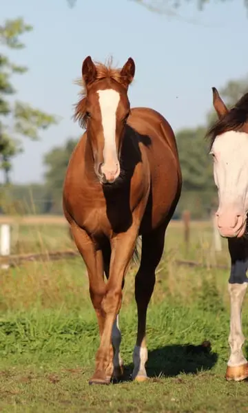Quarter Horse Stute von Ruf Lil Magnum