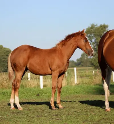 Quarter Horse Stute von Ruf Lil Magnum