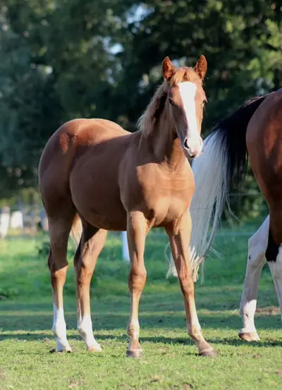 Quarter Horse Stute von Ruf Lil Magnum