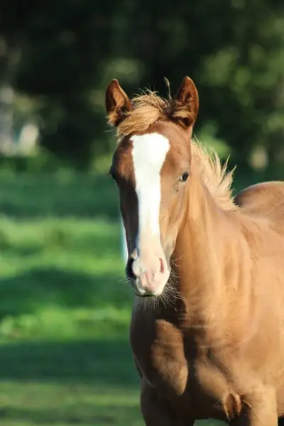Quarter Horse Stute von Ruf Lil Magnum