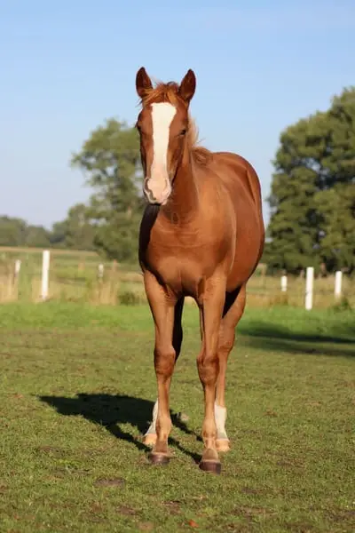 Quarter Horse Stute von Ruf Lil Magnum
