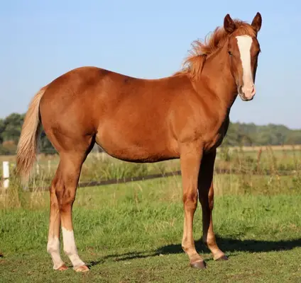 Quarter Horse Stute von Ruf Lil Magnum