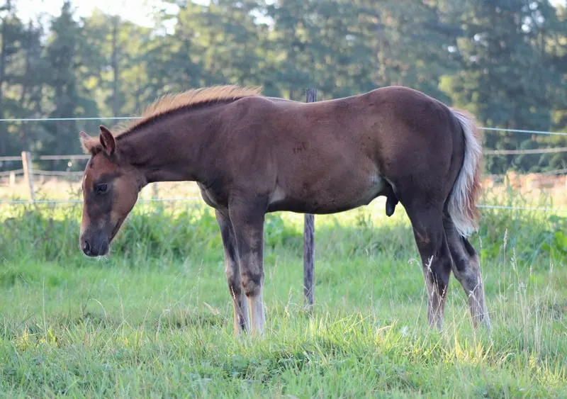 Reining gezogener Quarter Horse Hengst
