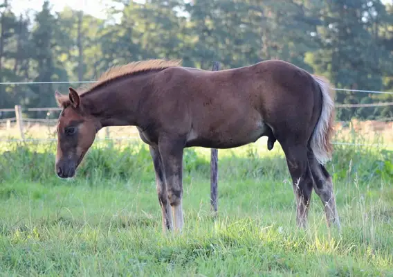 Semental Quarter Horse de linaje de Reining