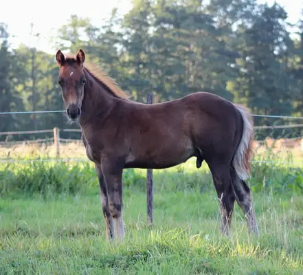 Reining gezogener Quarter Horse Hengst