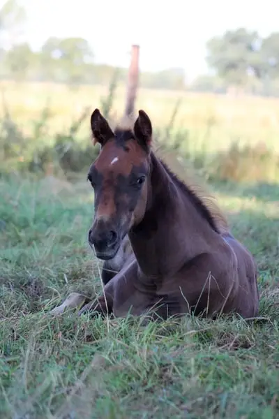 Reining gezogener Quarter Horse Hengst