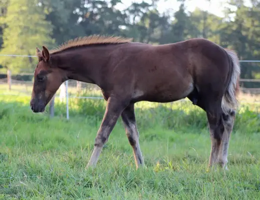 Reining gezogener Quarter Horse Hengst