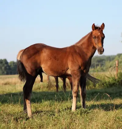 Reining gezogener Quarter Horse Hengst