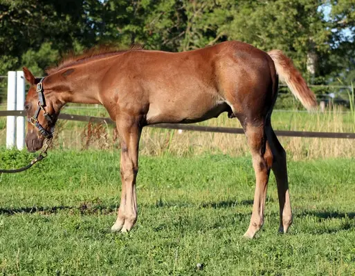 Reining gezogener Quarter Horse Hengst