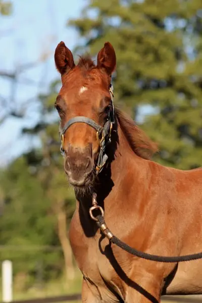 Reining gezogener Quarter Horse Hengst