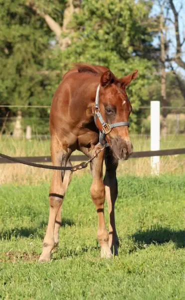 Reining gezogener Quarter Horse Hengst