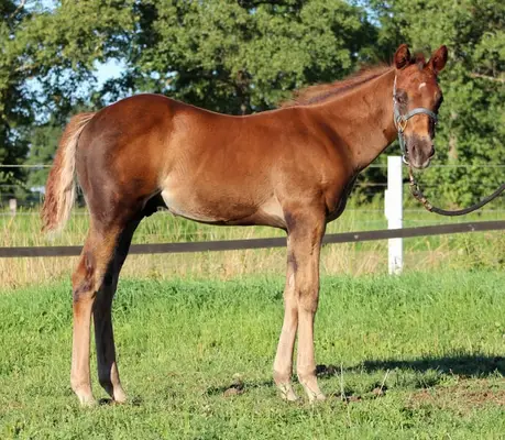 Reining gezogener Quarter Horse Hengst