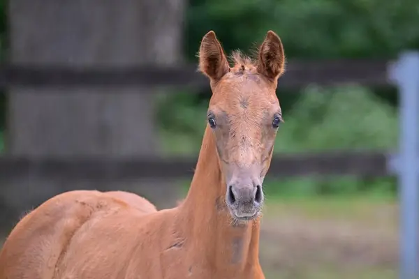 Stutfohlen von Proud James aus der Schwester von Dante Weltino !