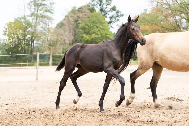 Talentiertes, freundliches Fohlen Sandro Match x High Five
