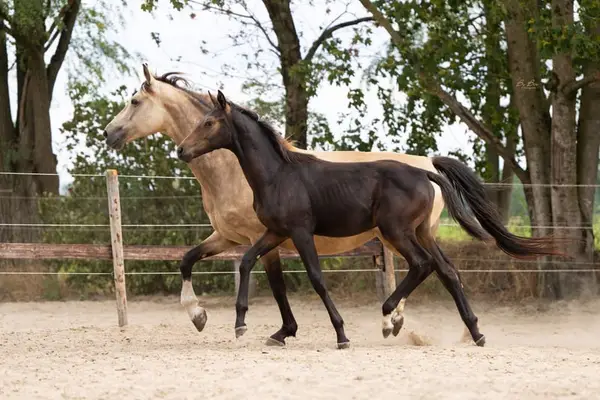 Talentiertes, freundliches Fohlen Sandro Match x High Five