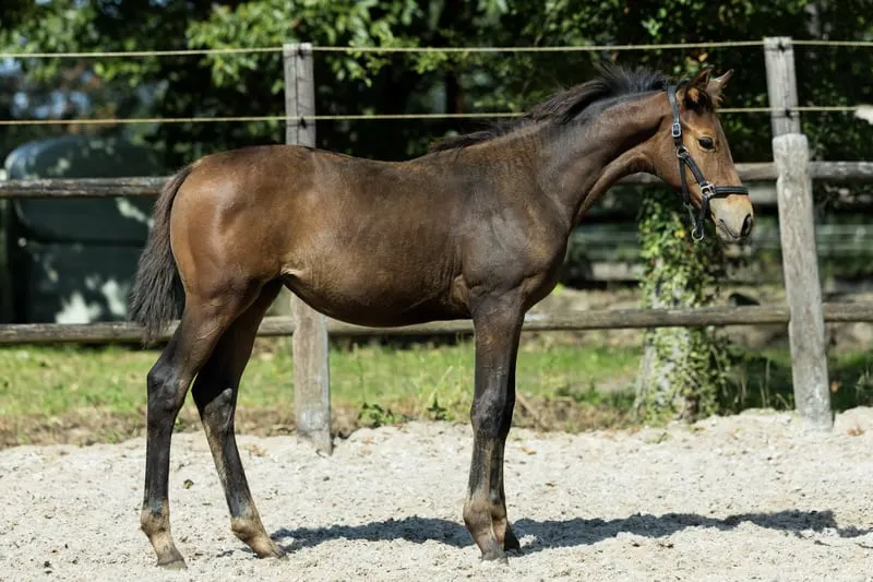 Eleganter Hengstfohlen von Zouberbaron x Charming Gold