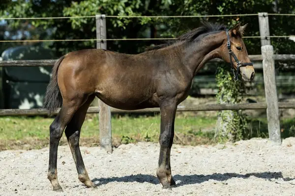 Eleganter Hengstfohlen von Zouberbaron x Charming Gold