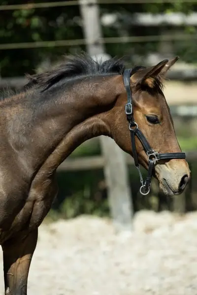 Eleganter Hengstfohlen von Zouberbaron x Charming Gold
