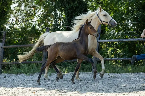Eleganter Hengstfohlen von Zouberbaron x Charming Gold