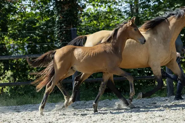 Hengstfohlen mit Ausstrahlung Zackery x Gunner