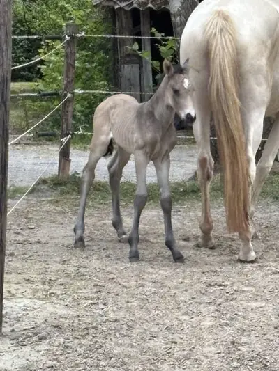 Hübscher dunkler Falke