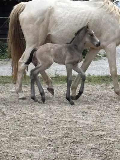 Hübscher dunkler Falke
