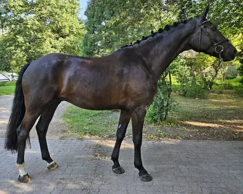 Jeune cheval au pas léger avec un caractère en or