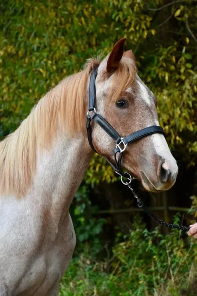 Tolle Jährlingsstute in Sonderlackierung und bestem Cowhorseblut