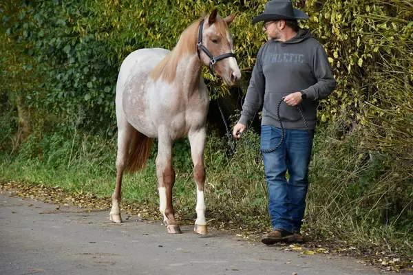 Tolle Jährlingsstute in Sonderlackierung und bestem Cowhorseblut
