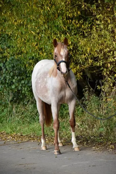 Tolle Jährlingsstute in Sonderlackierung und bestem Cowhorseblut