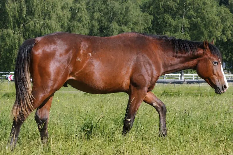 Mega chicer Jährlingshengst von Redwhiteandblue Boon