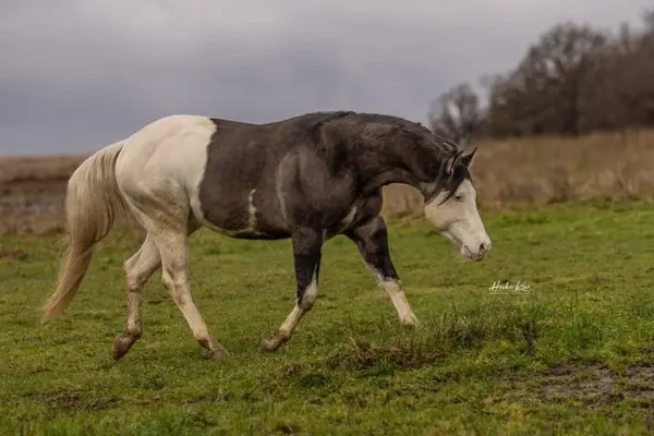 Ima Splashy Gangster American Quarter Horse Breeding Stallion