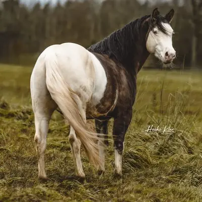 Ima Splashy Gangster American Quarter Horse Deckhengst