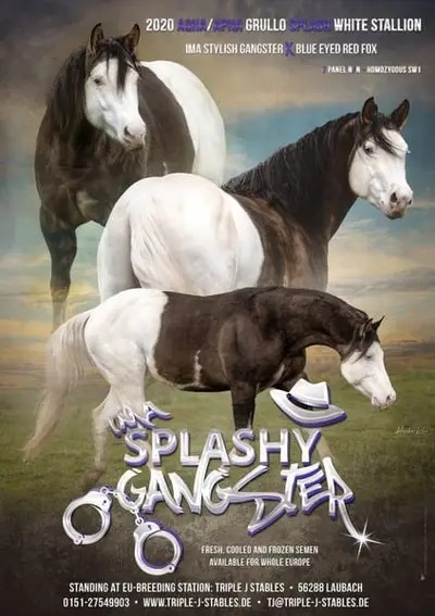 Ima Splashy Gangster American Quarter Horse Deckhengst