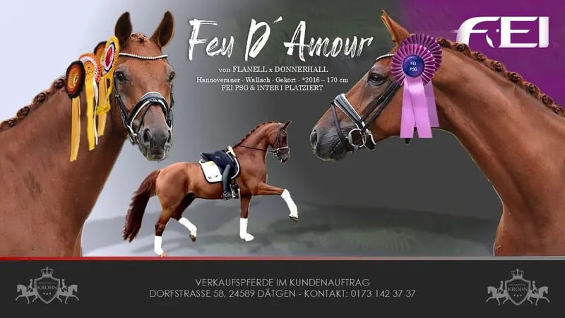 FEI SMALL TOUR fuchs Wallach 10j 171cm mit GRAND PRIX Perspektive
