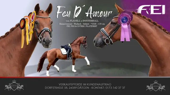 FEI SMALL TOUR fuchs Wallach 10j 171cm mit GRAND PRIX Perspektive