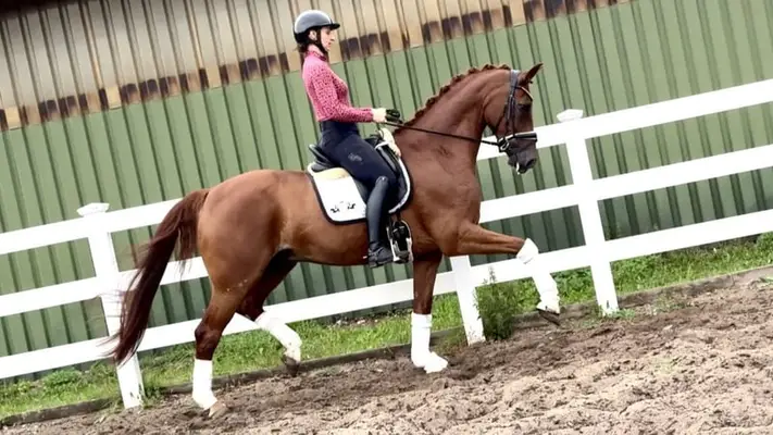 FEI SMALL TOUR fuchs Wallach 10j 171cm mit GRAND PRIX Perspektive