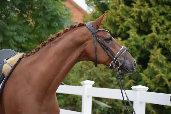 FEI SMALL TOUR fuchs Wallach 10j 171cm mit GRAND PRIX Perspektive