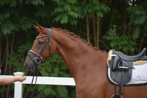 FEI SMALL TOUR fuchs Wallach 10j 171cm mit GRAND PRIX Perspektive