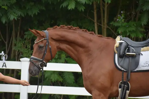 FEI SMALL TOUR fuchs Wallach 10j 171cm mit GRAND PRIX Perspektive